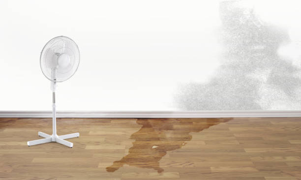 Best Mold removal after water damage  in Shady Point, OK